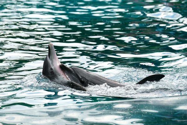 Quels sont les meilleurs spots pour observer les dauphins en Floride, USA ?